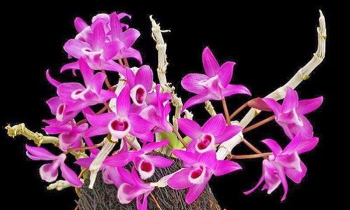 Những loại hoa lan được ưa chuộng nhất hiện nay